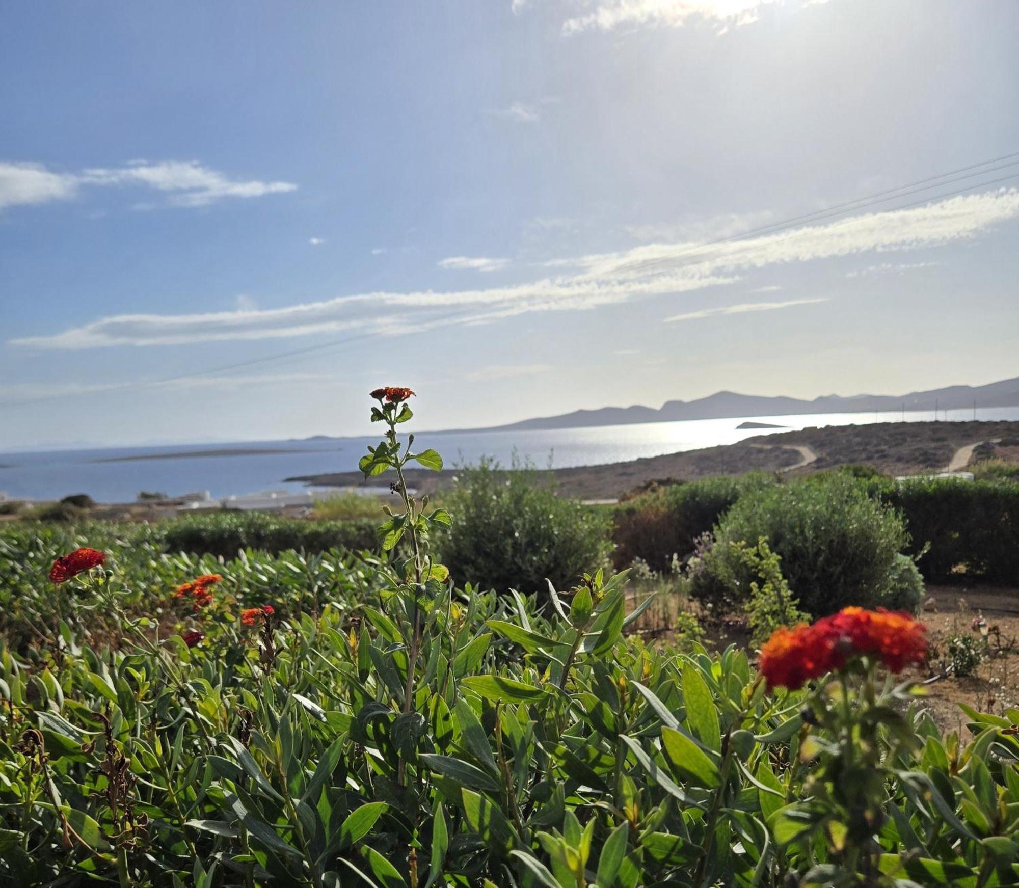 Paros Afrodite Luxury Villas Alikí エクステリア 写真
